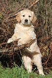 GOLDEN RETRIEVER 019